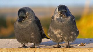Retired Elderly Jackdaw Couple Hanging by the Beach