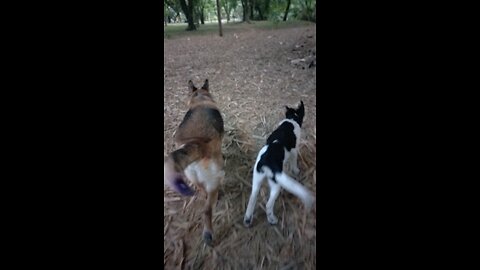 Tuesday Night Walk 🌙🐕🐶 A New Adventure Begins