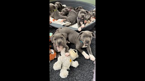 Lovely dogs