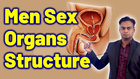 Know Men Sex Reproductive Organs Structure & Function | Male Infertility Homeopathy Medicine Surgery