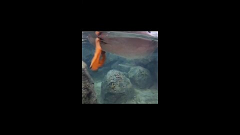 aquatic friends of the Cincinnati zoo