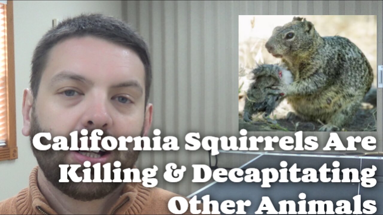 California Squirrels Are Killing & Decapitating Other Animals