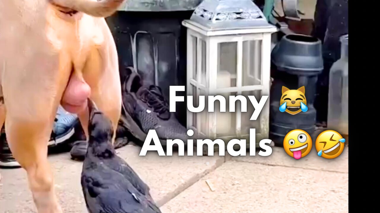 Furry Frenzy: When Animals Go Wild Funny 🤣 😹