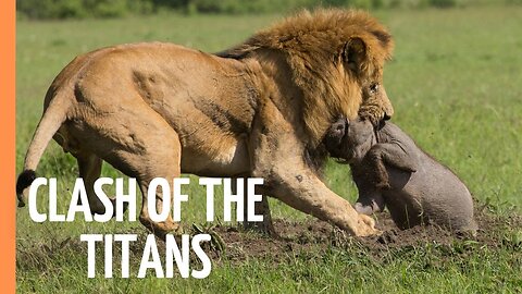 Explore the Clash of the Titans - Lions vs. Hyenas_ a Fight for Territory _ Full Documentary