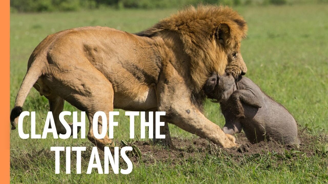 Explore the Clash of the Titans - Lions vs. Hyenas_ a Fight for Territory _ Full Documentary