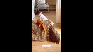 Love All Life Always #288 - Fun Stuff! Cats Can Be SOOOO Weird.