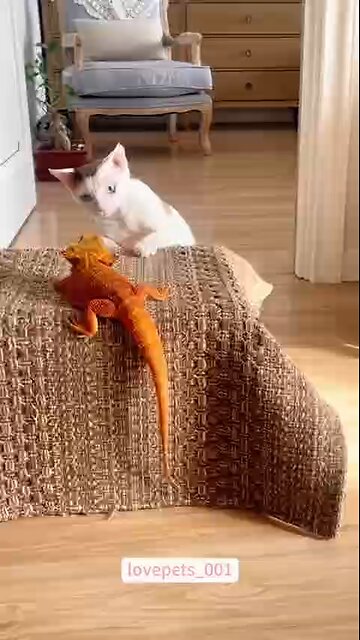 Love All Life Always #288 - Fun Stuff! Cats Can Be SOOOO Weird.