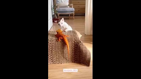 Love All Life Always #288 - Fun Stuff! Cats Can Be SOOOO Weird.
