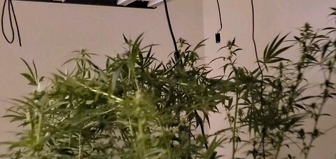 RDWC grow system works