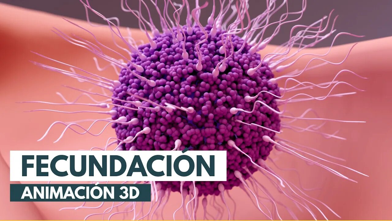 How fertilization occurs | 3D animation