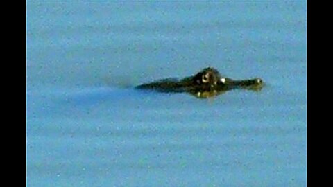 Isahaya Crocodile