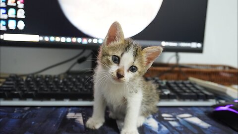 The Tiny Kitten “ MiMi” was so cute! She wants to stay with me while I working and Make Fun Face