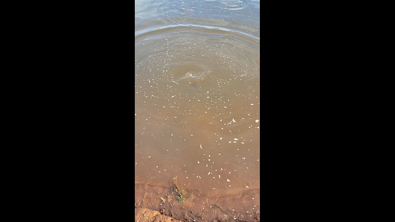 just feeding fish