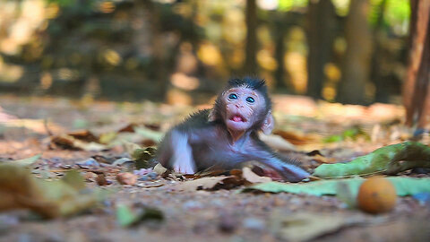 A Bit Lonely When Mom Left Her But Not Crying Baby Monkey BABETTE