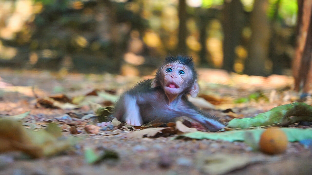 A Bit Lonely When Mom Left Her But Not Crying Baby Monkey BABETTE