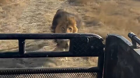 This big lion is chasing a car, what will happen to it?