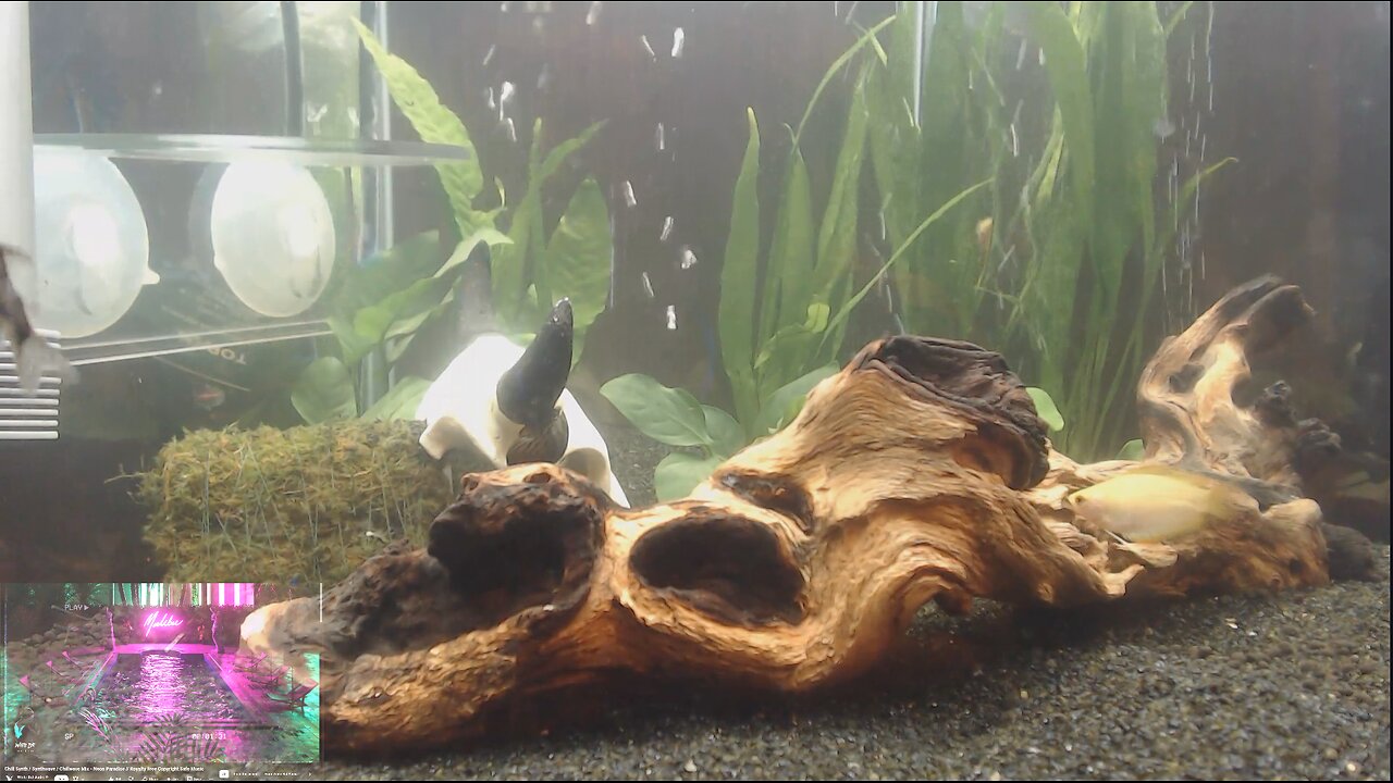 Live Aquarium + Music