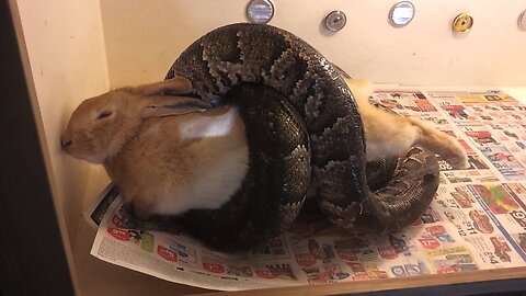 Massive Snake Swallows Giant Rabbit in Shocking Encounter (GRAPHIC VIDEO)