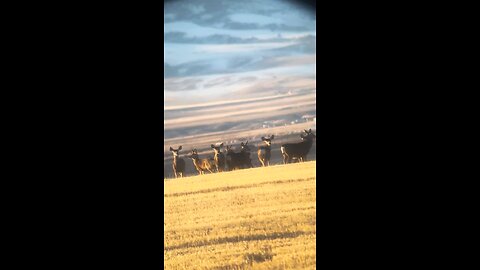 Shed Hunting coming soon