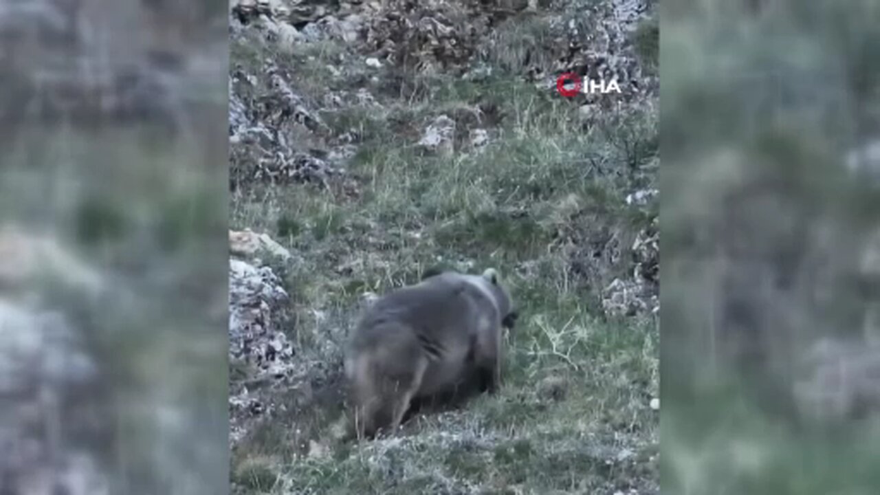 Erzincan’da kış uykusuna hazırlanan iki ayı görüntülendi