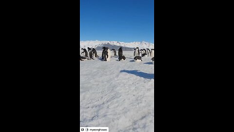 Penguins have no fear of us, because we LOVE them. Original content by @myeonghoseo Instagram. 12-30