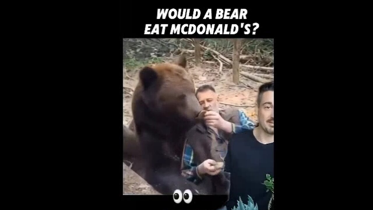 Would a bear eat a McDonalds ''hamburger''? Bear in mind Bears would eat almost anything!