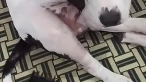My Dog smarter than Husky and Chihuaha