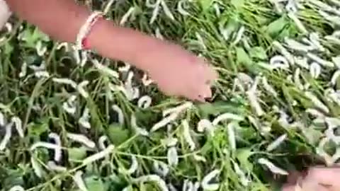 🤯✨ Discover How Silk Is Harvested & Spun Into Thread! | FeedMyCuriosity