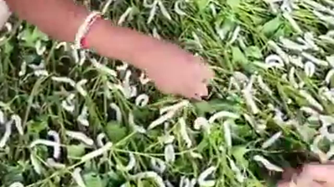 🤯✨ Discover How Silk Is Harvested & Spun Into Thread! | FeedMyCuriosity