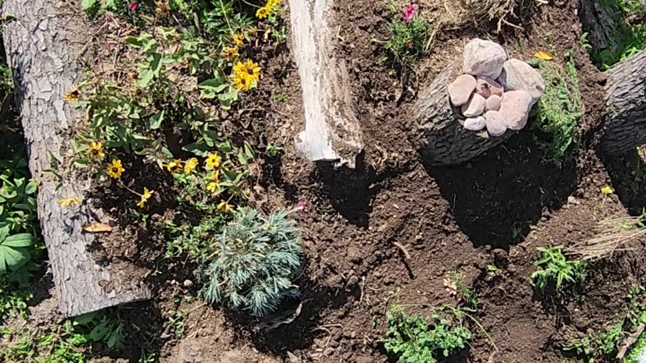 Upgrading a Flower Bed with Perennials