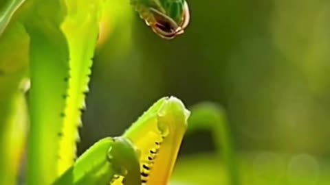 🦗🌿 This Tiny Insect on Grass Looked So Perfect… Nature Is Unreal ✨
