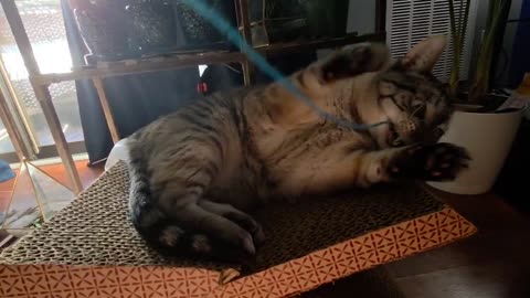 Relaxing in the Sun, Then The String Strikes Back! 😺✨