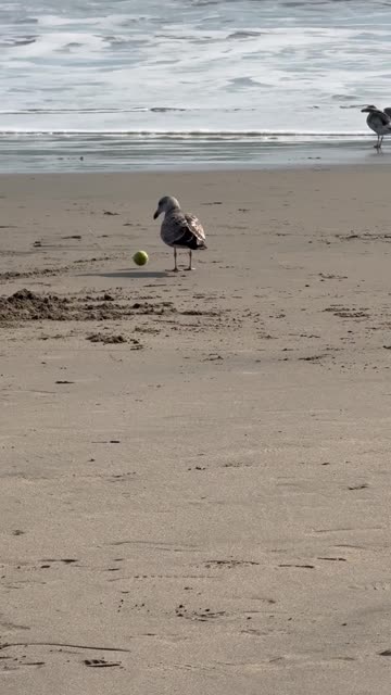 Seagull plays with tennis ball