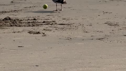 Seagull plays with tennis ball