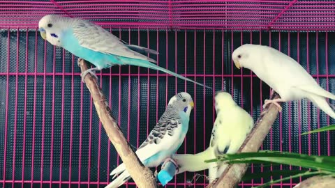 Beautiful Love Birds Sounds | Love Birds Male And Female Sound. #LoveBirds #BirdSounds