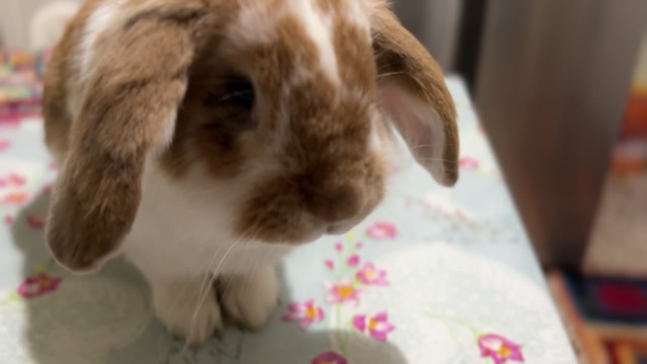 MY PET