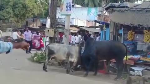 Bull Fight on the Road