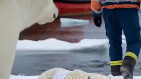 The mother polar bear pleaded with the fisherman🥰