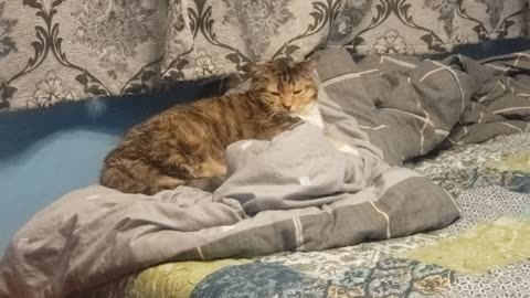 When a Cat Blinks Slowly… You’ll Wish It Were Clocked in as Cute