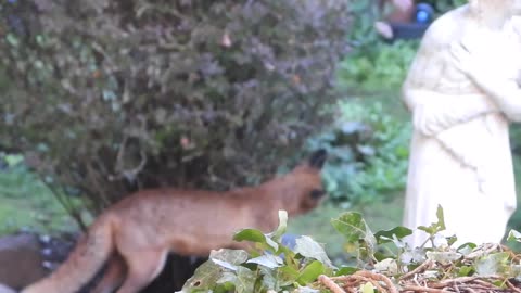 Red Fox Brothers Gekkering...