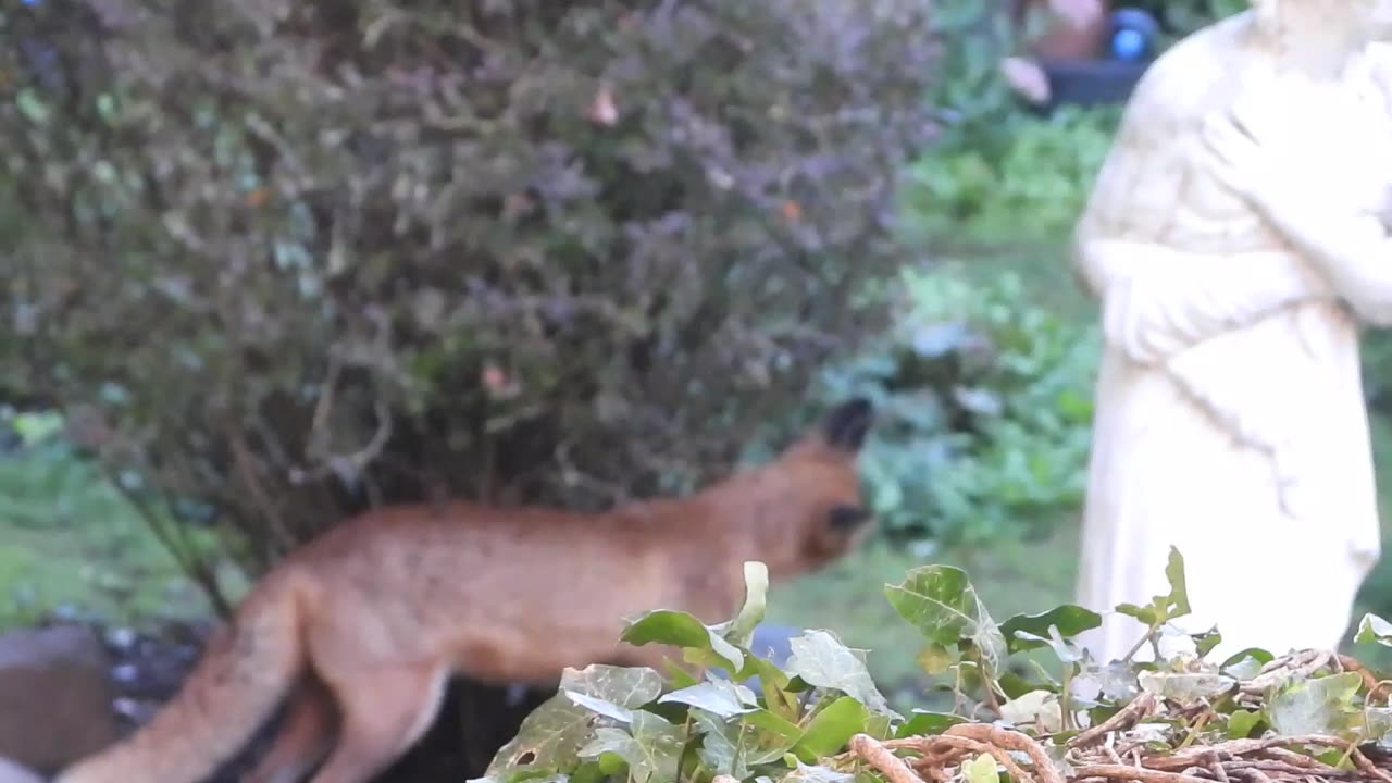 Red Fox Brothers Gekkering...