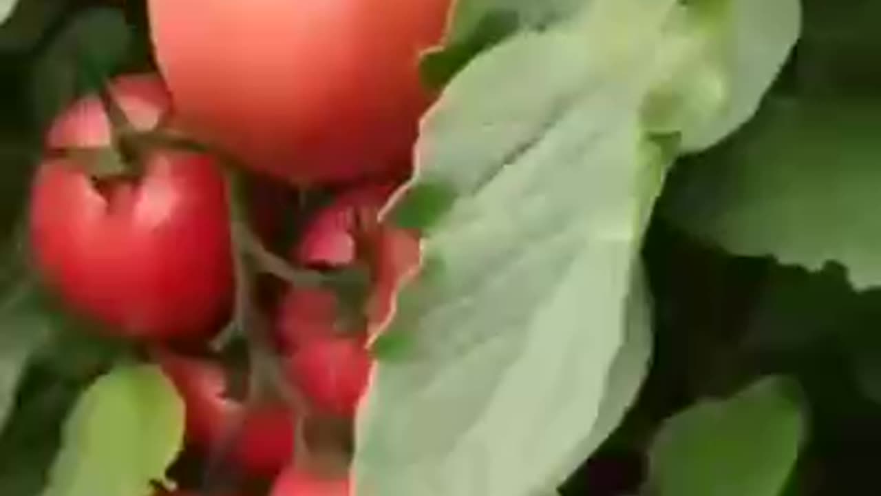 Tips for high tomato 🍅 yields