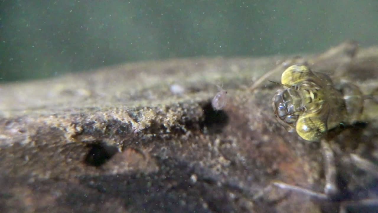 Dragonfly Larva Capturing Prey