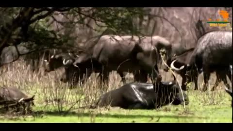 animals