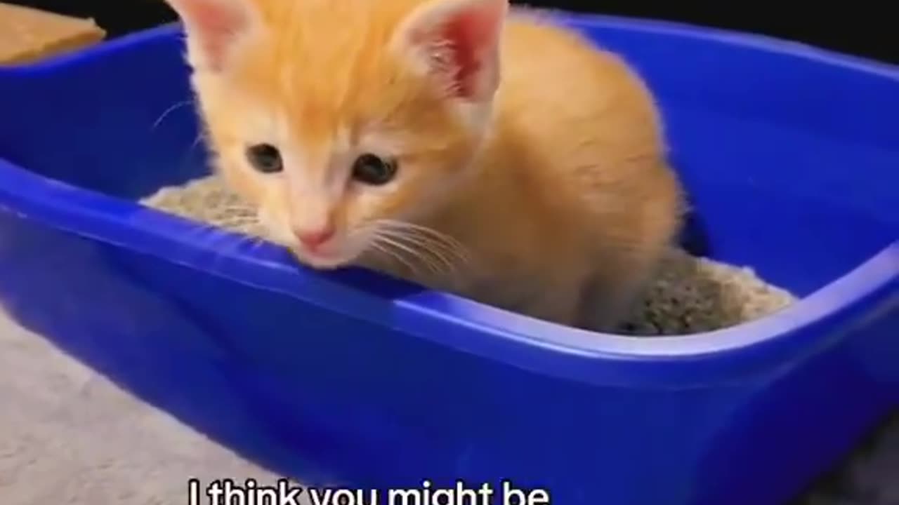 angy kitten 😹🥰