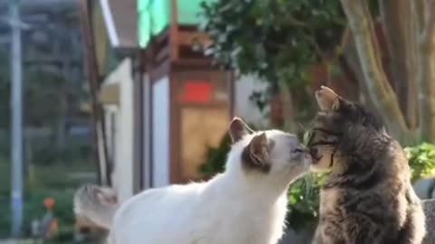 IF THIS IS LOVE ❤️ TUESDAY 12/23/25