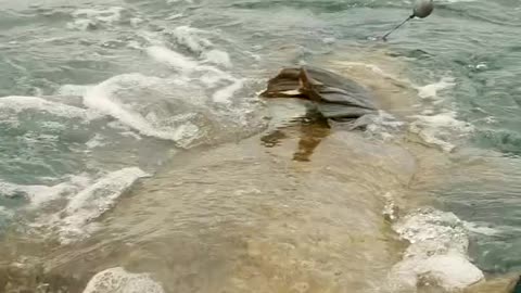 Giant fish catching on rope