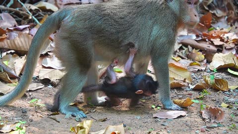 The 2nd Day Of Newborn Baby Monkey AMELIA