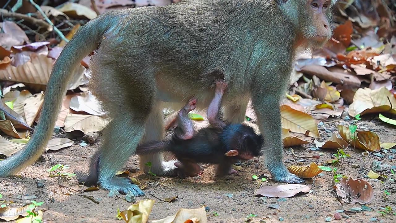 The 2nd Day Of Newborn Baby Monkey AMELIA