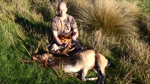 Fallow stag hunt
